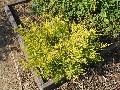 Gold Breath-of-Heaven / Coleonema pulchrum 